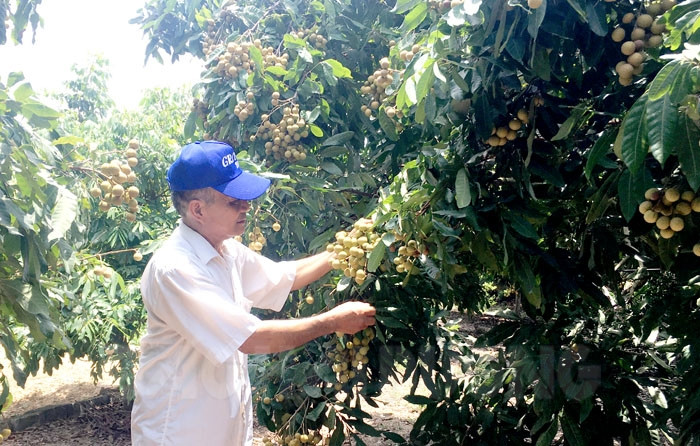 Longan yield hikes by nearly 4,300 tons